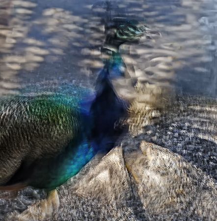 Peacock Evolution